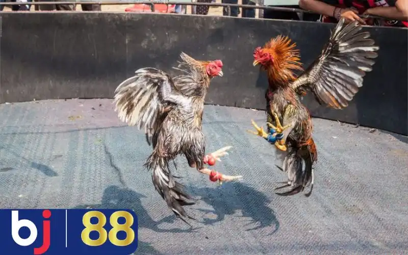 Ảnh hưởng từ gen giúp gà chiến có tố chất chiến đấu