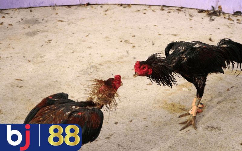 Cách chọn gà đá hay dựa vào màu chân vàng