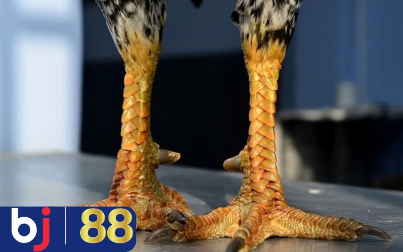 Cách xem tướng gà chọi chuẩn chỉnh qua chân cựa