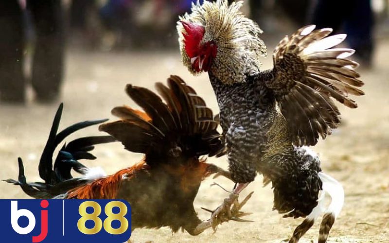 Chú ý quan trọng khi chọn màu chân gà đá