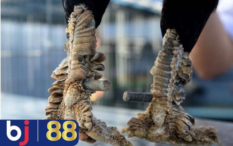 Gà Vảy Rồng tốt hay xấu? Giải mã ngay!