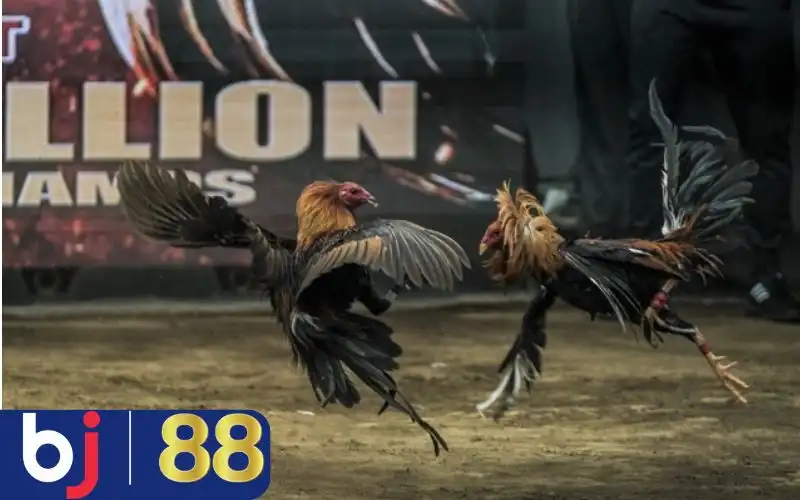 Giải mã gà chọi nuôi bao lâu thì đá được dựa vào độ tuổi