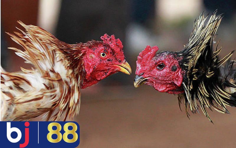 Bật mí đá gà đòn là gì và cách nhận dạng