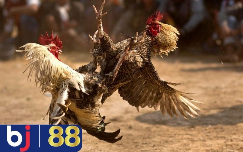 cách nuôi gà đá chân mạnh