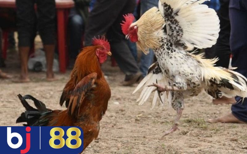 Chọi gà đòn có lối đá độc lạ như thế nào?