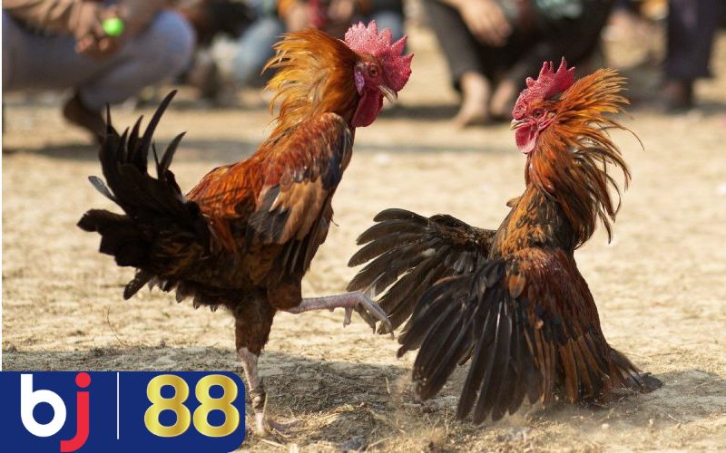 Đặc điểm quan trọng khi xem đá gà c1, c2, c3