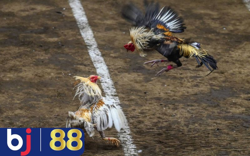 Yếu tố ảnh hưởng đến kết quả khi xem đá gà