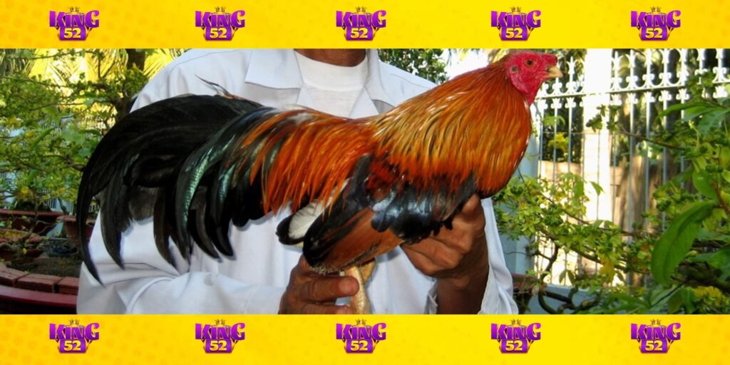 Kinh nghiệm chơi cá cược đá gà từ cao thủ King52