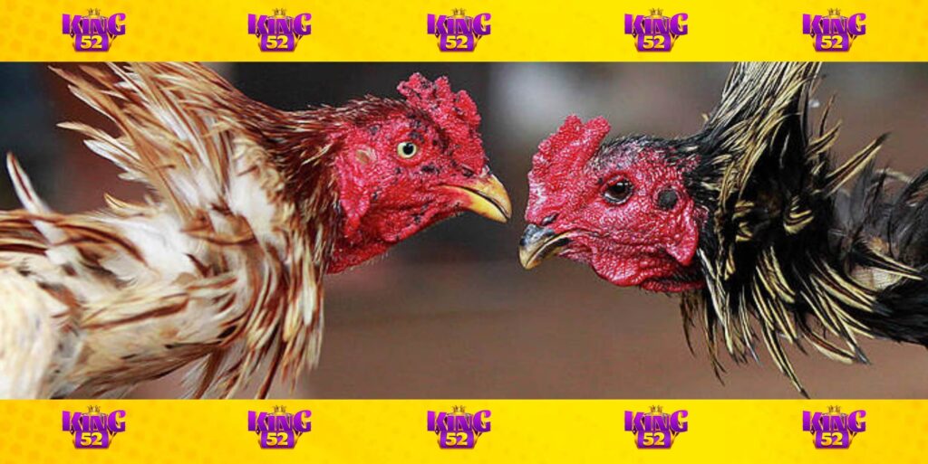Lưu ý khi chơi đá gà tại cổng game King52