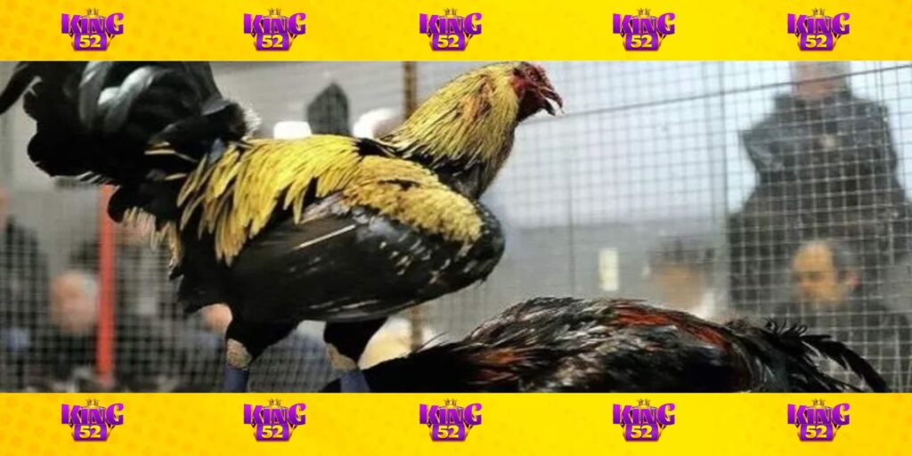 Những đặc điểm chỉ có tại đá gà cựa dao trực tiếp King52