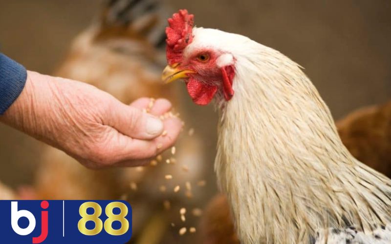 Cách nuôi gà đá cho ăn gì qua từng chế độ?