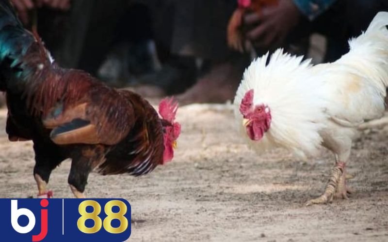 Chọn gà đá cựa dao hay theo kinh nghiệm