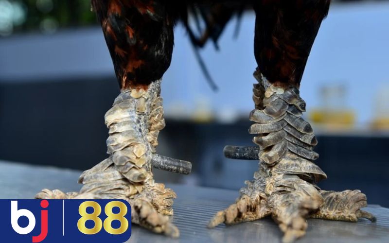 Gà 6 cựa - Giống gà cực quý hiếm