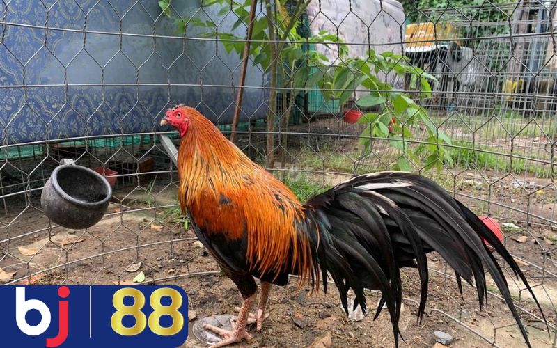 Hãy để gà nghỉ ngơi, ngủ đủ giấc sau thi đấu