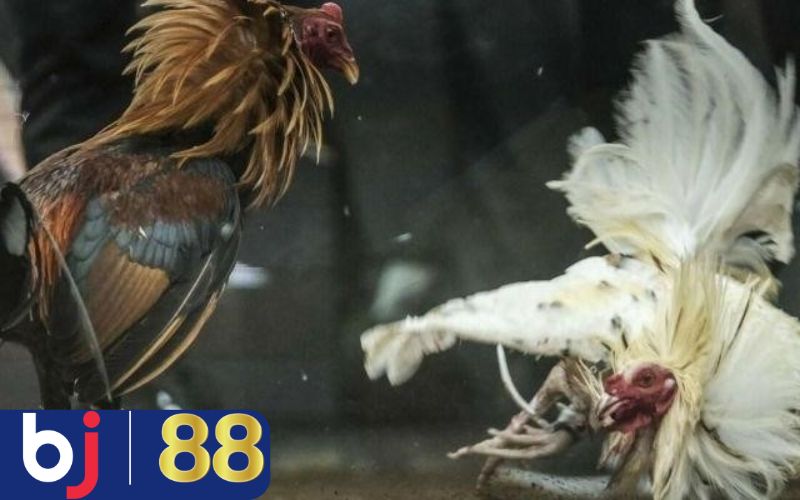 Mẹo chọn gà chiến cực chuẩn giúp thắng cược