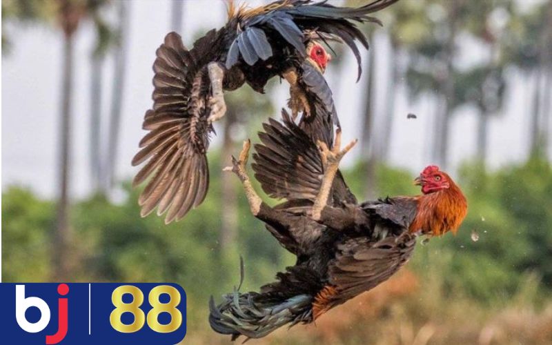 Thư Hùng Kê - Gà chiến thuộc top 33 loại gà thần kê